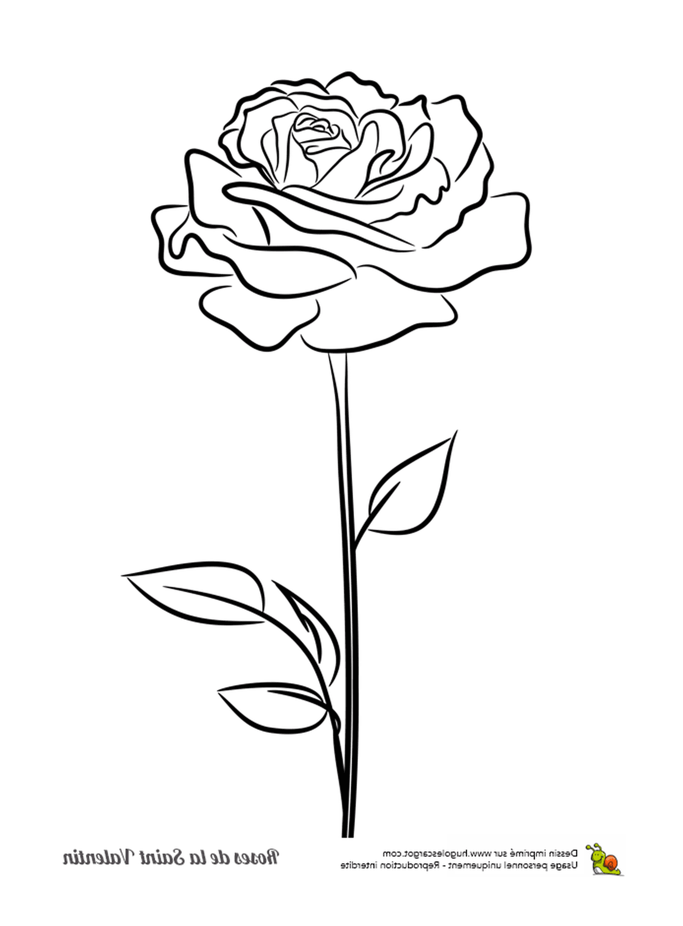  A rose 