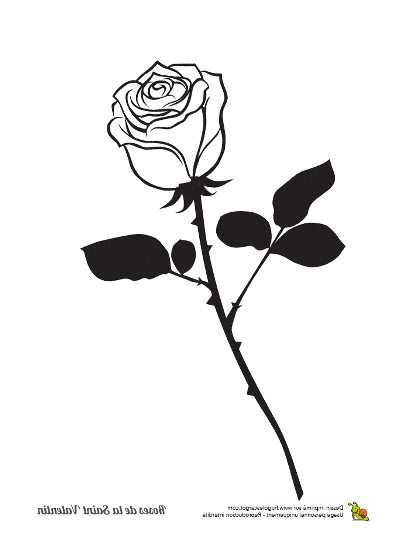  One rose alone 