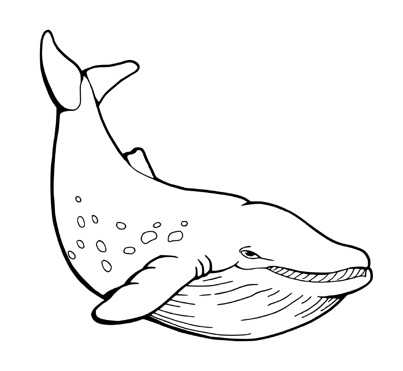 a whale 