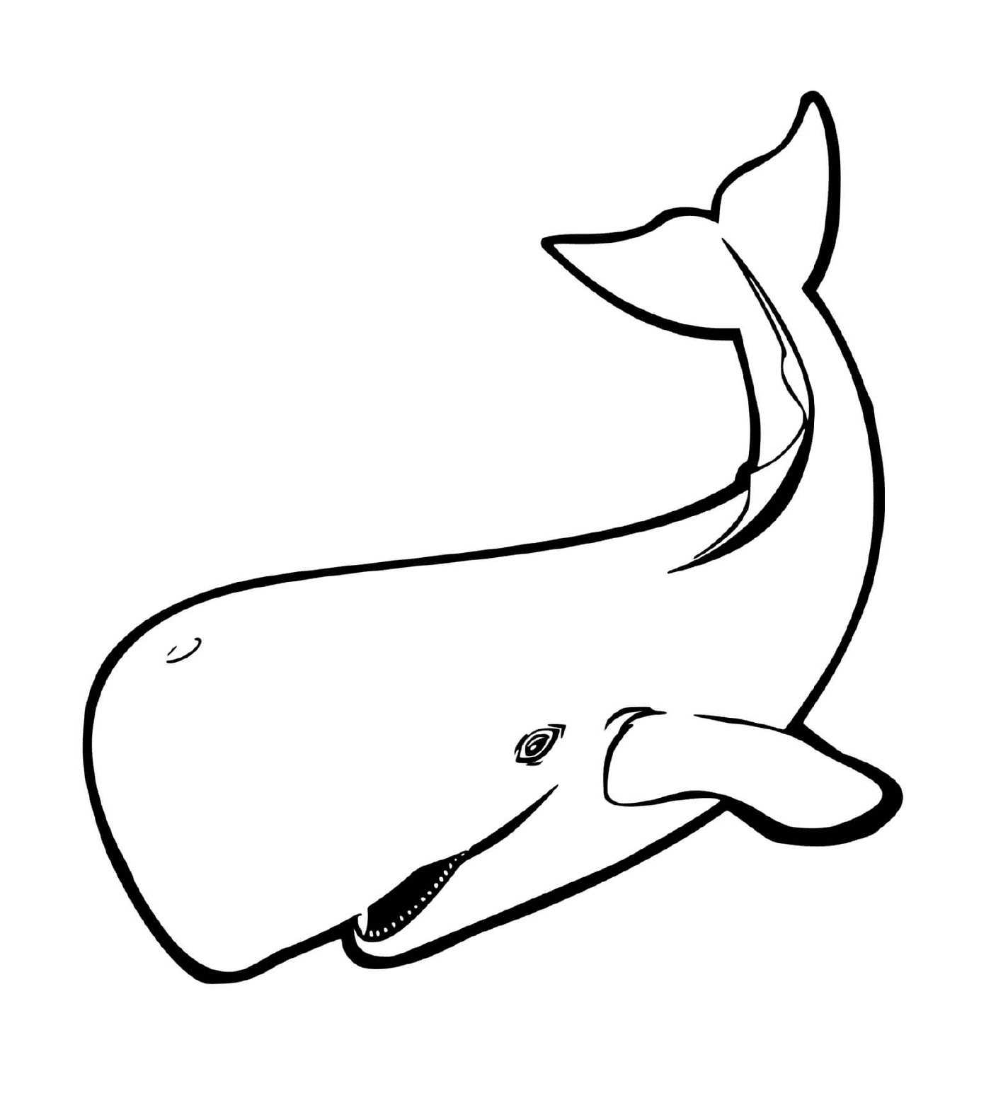  кит 
