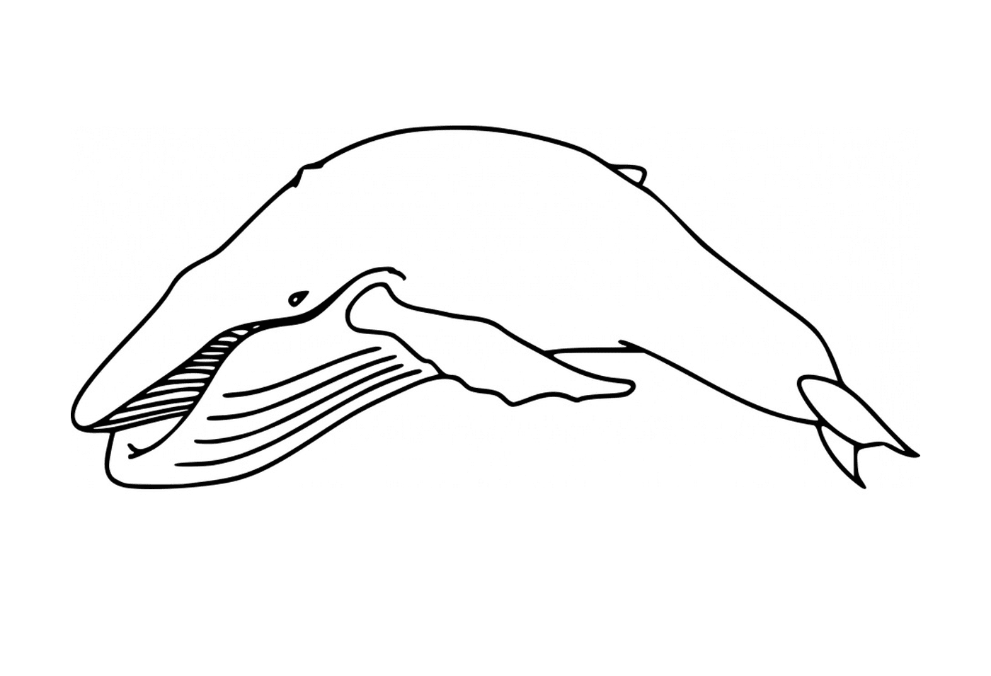  a dolphin 