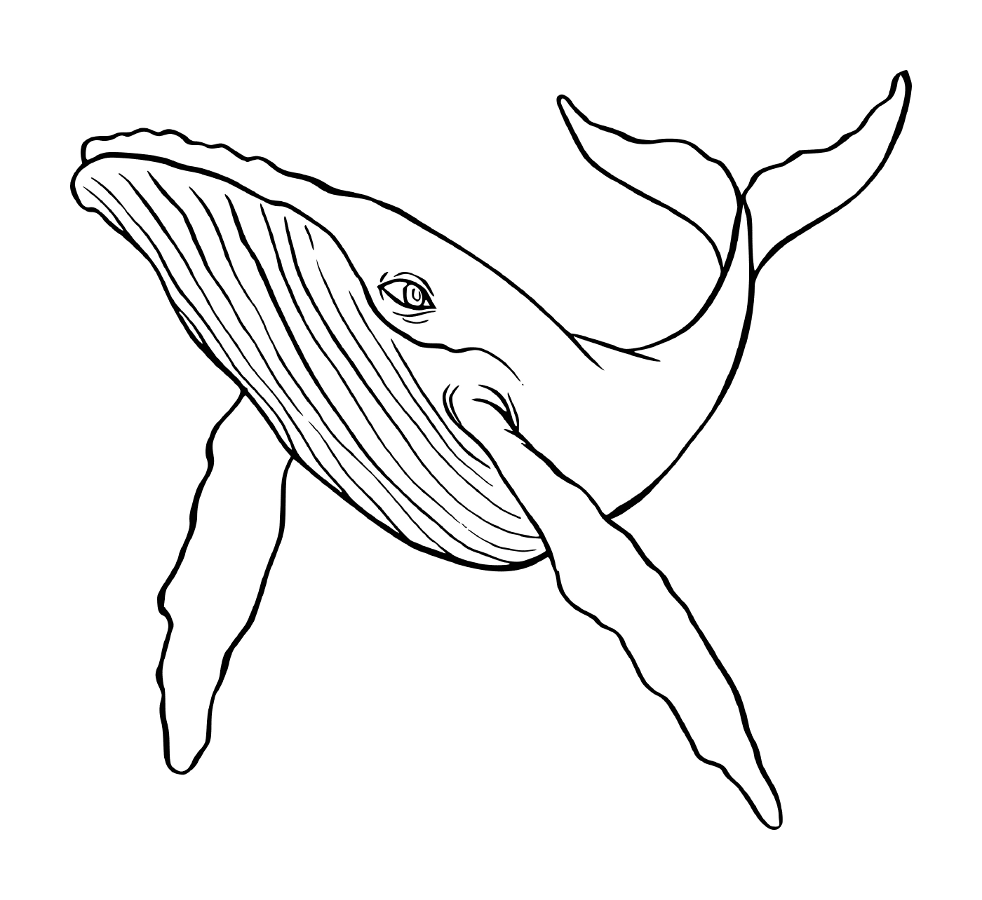  una ballena nadando en el agua 