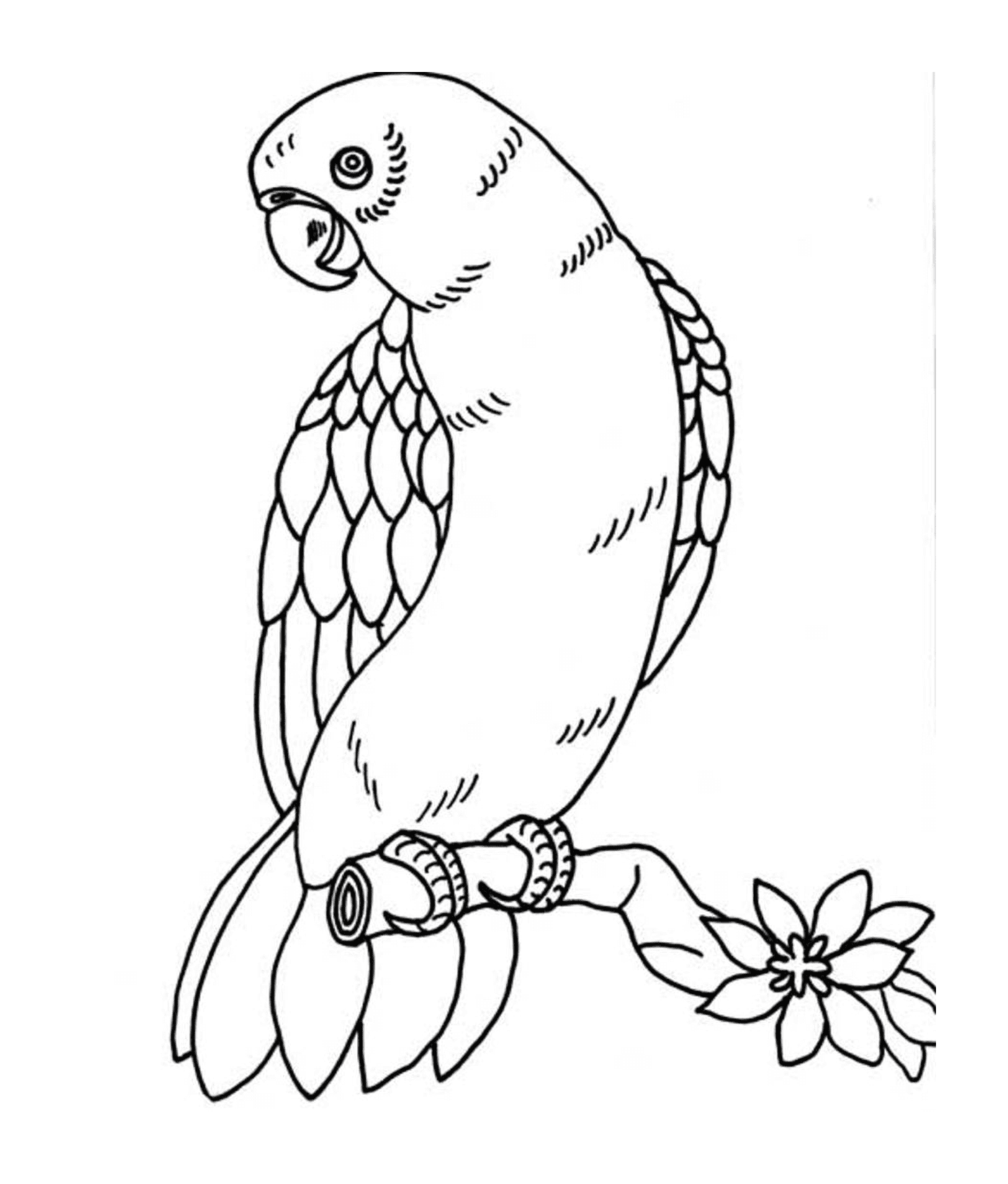  Un pappagallo con piume di diversi colori 