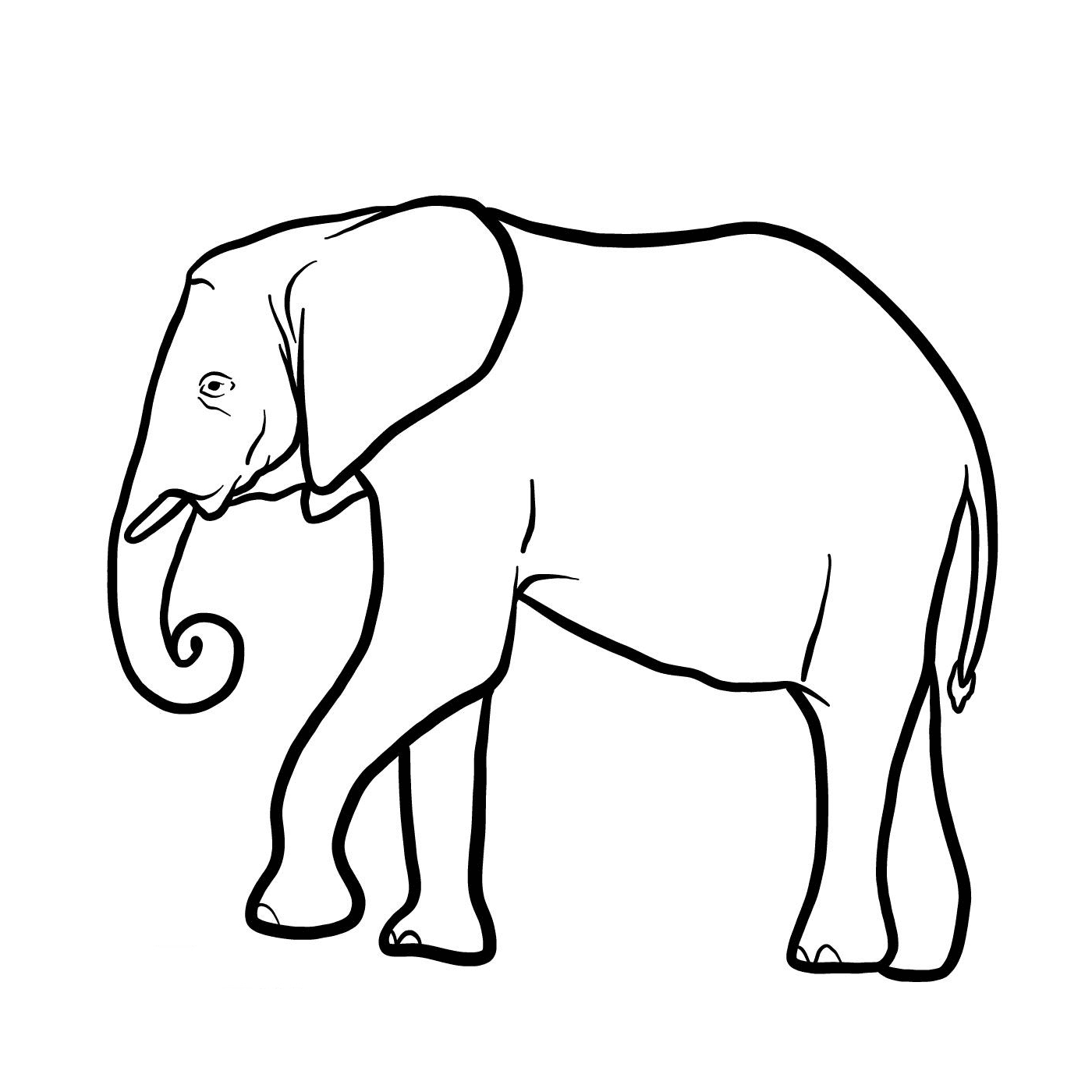  An elephant with a long trunk 