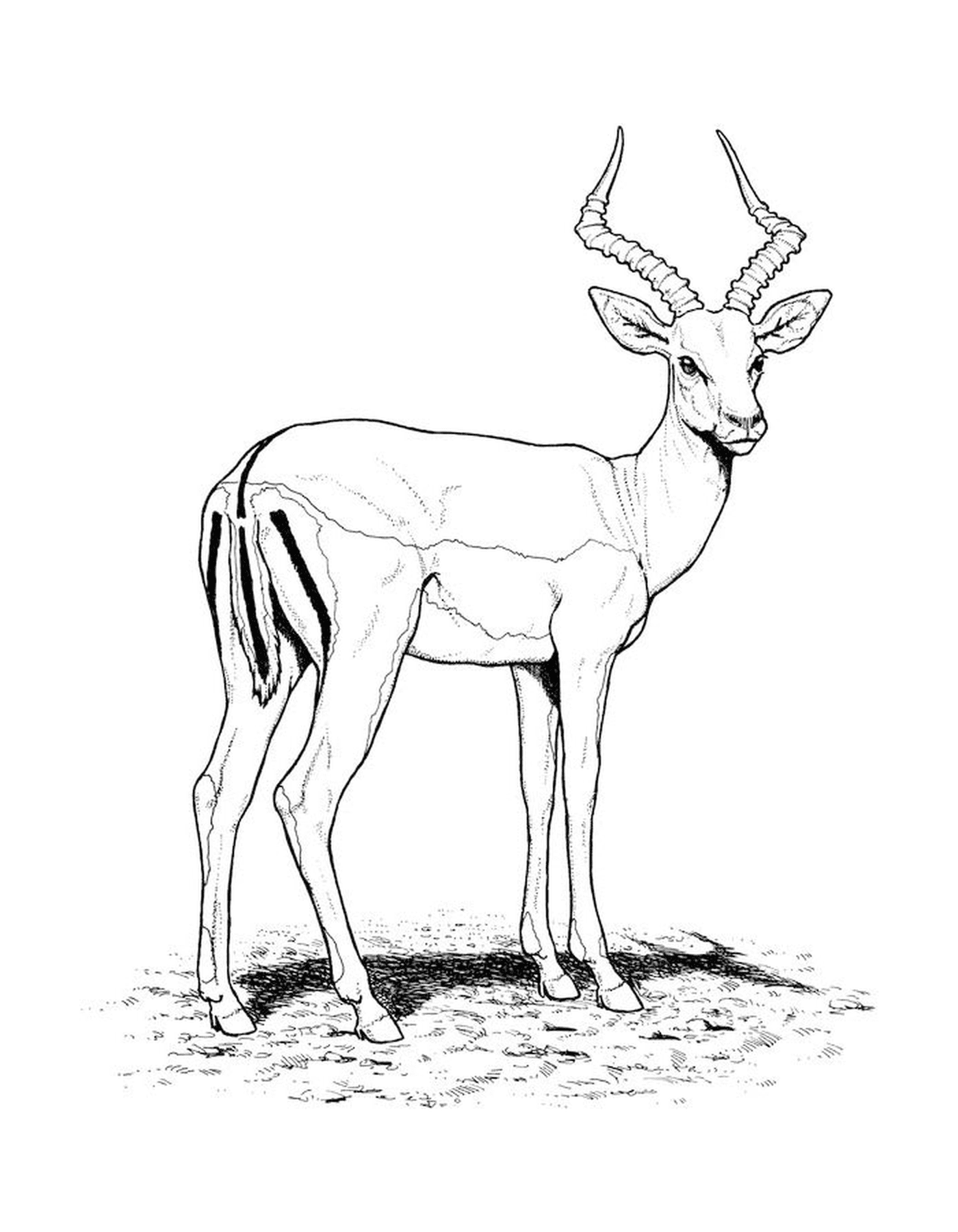  Un'antilope in piedi nell'erba 
