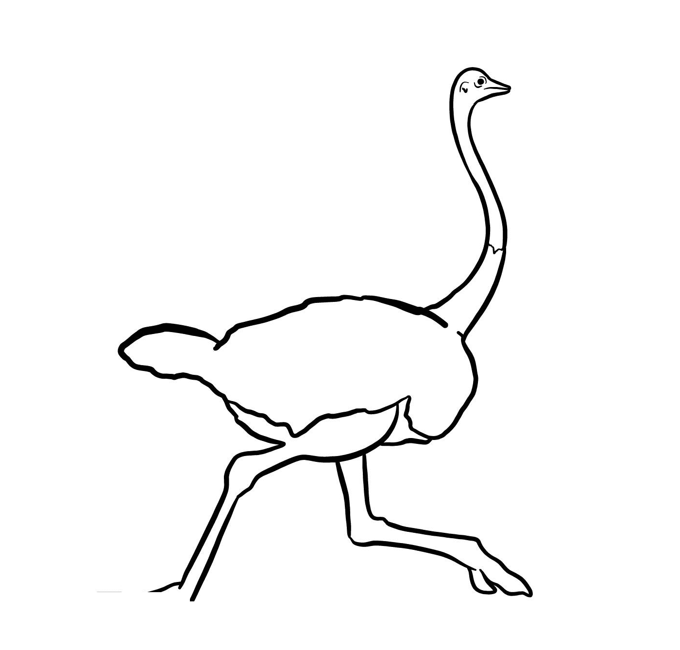  An ostrich running 