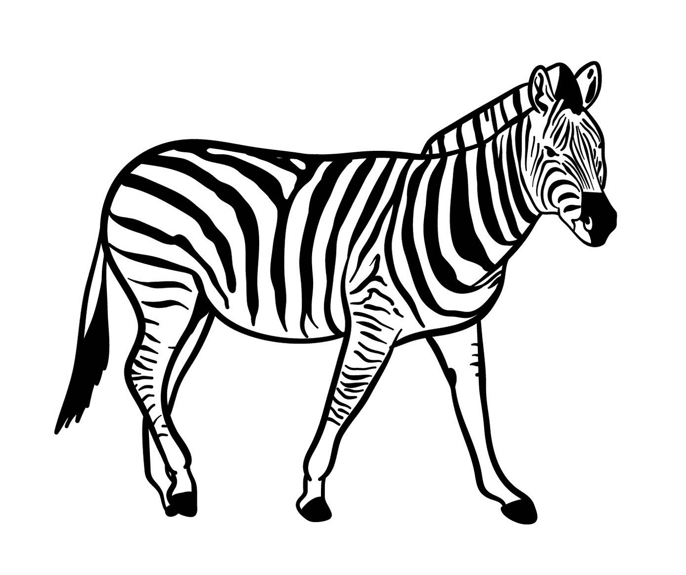  Ein Zebra 