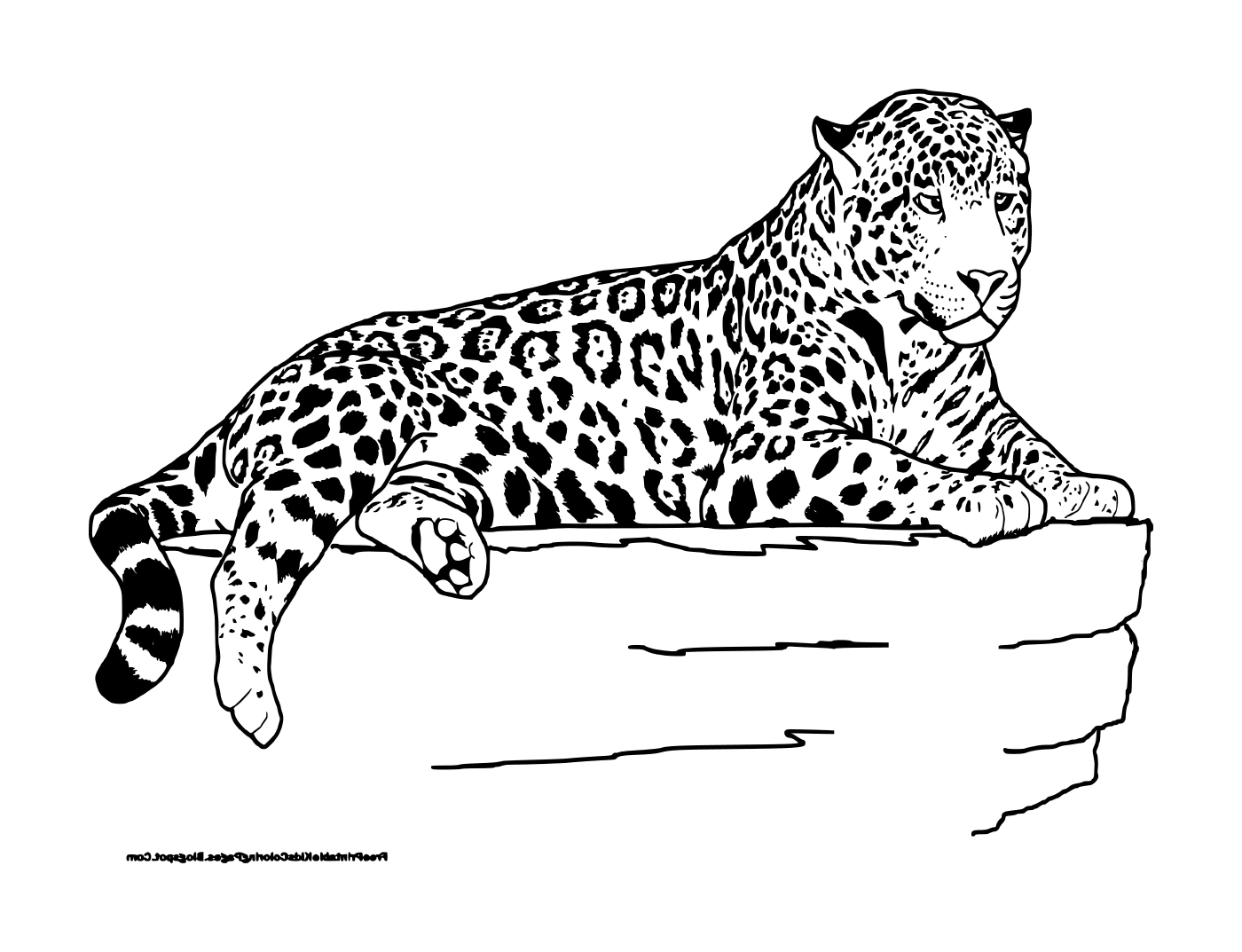  A lying leopard 