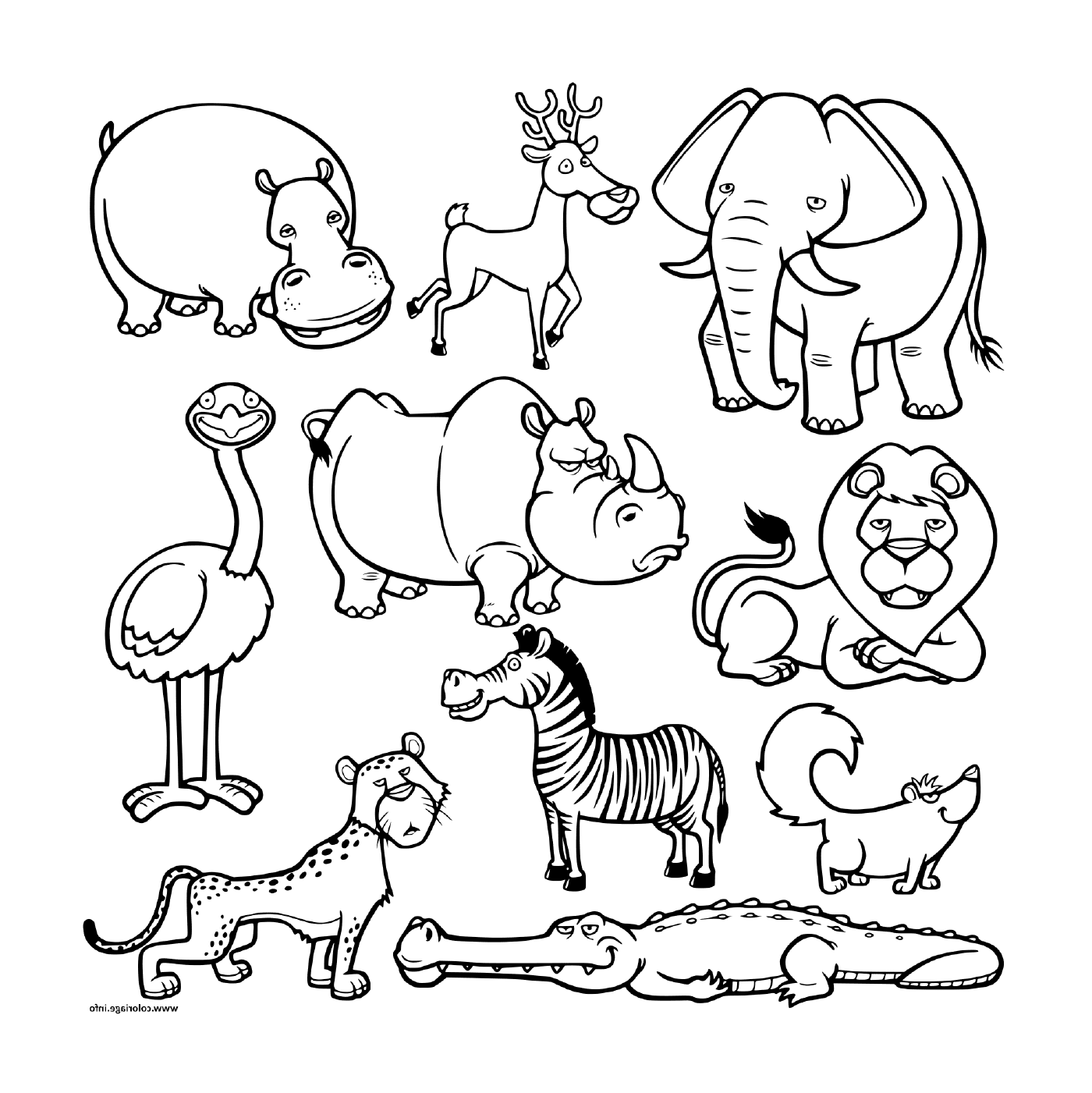  A group of animals in groups 