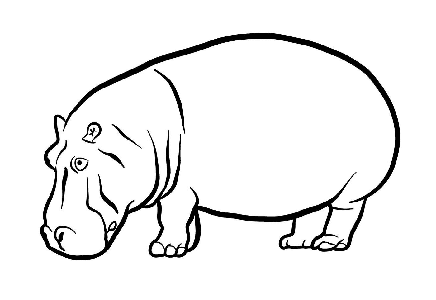  Un hipopótamo 