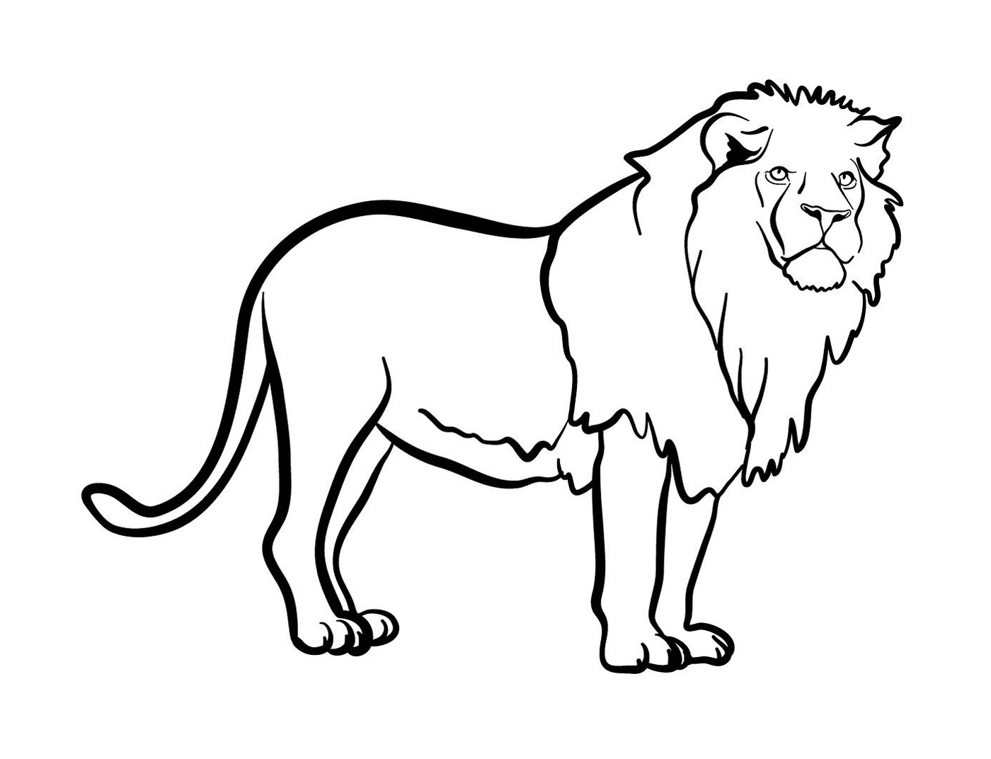  A lion 