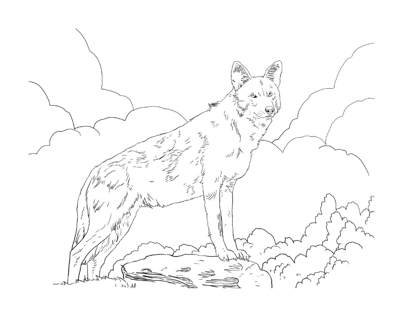 Animal de pie sobre una roca en un campo 