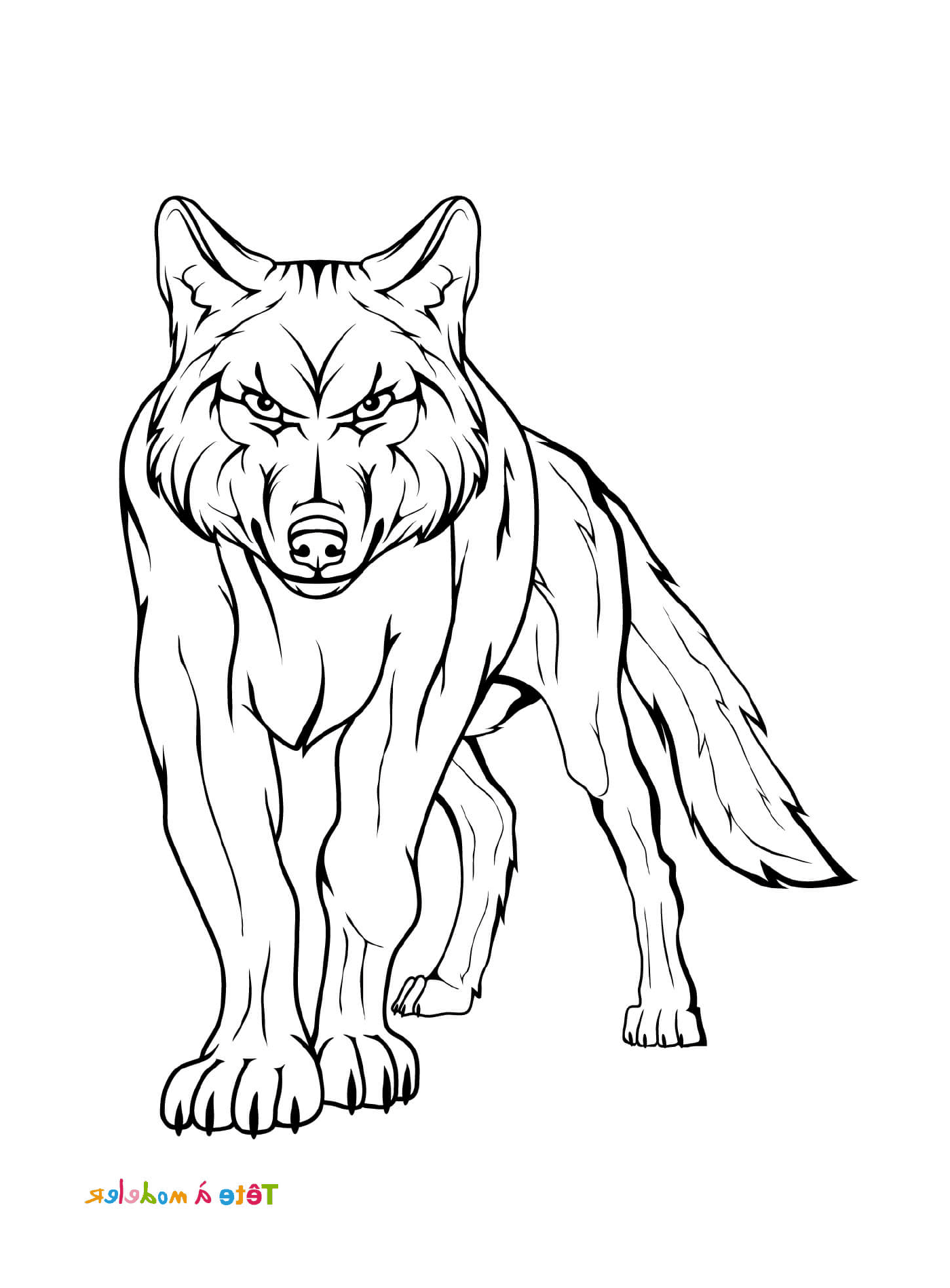  Wolf 
