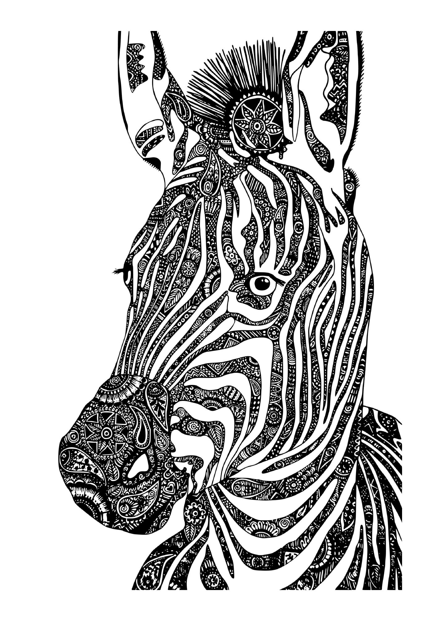  maestosa zebra selvatica 