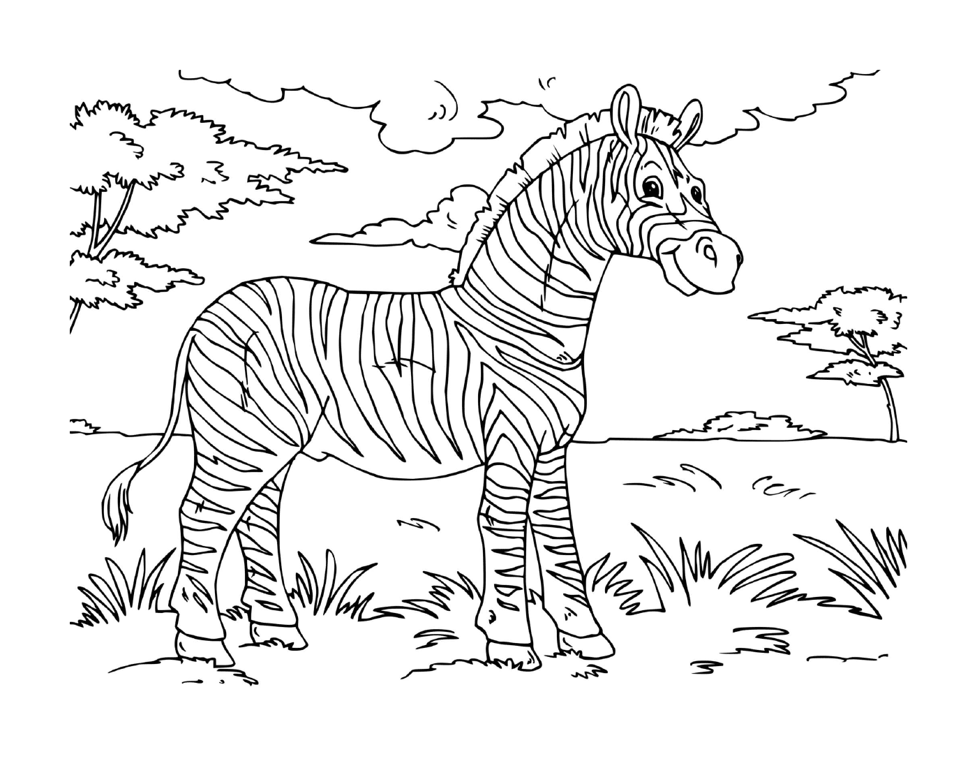  adult zebra standing field 