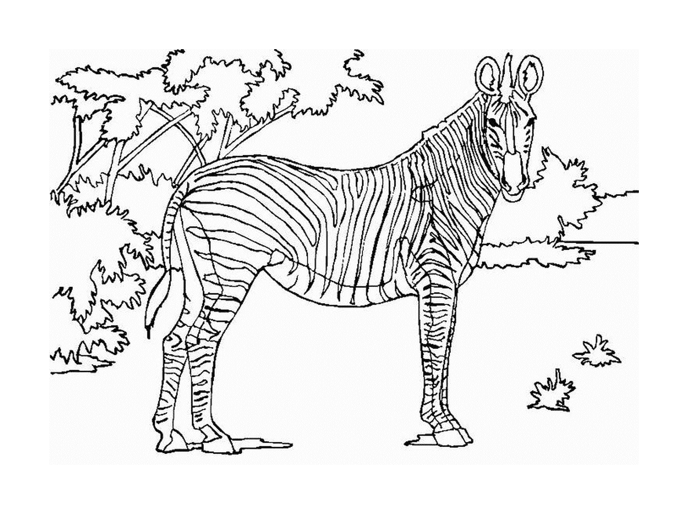 Maestoso Zebra in Natura 