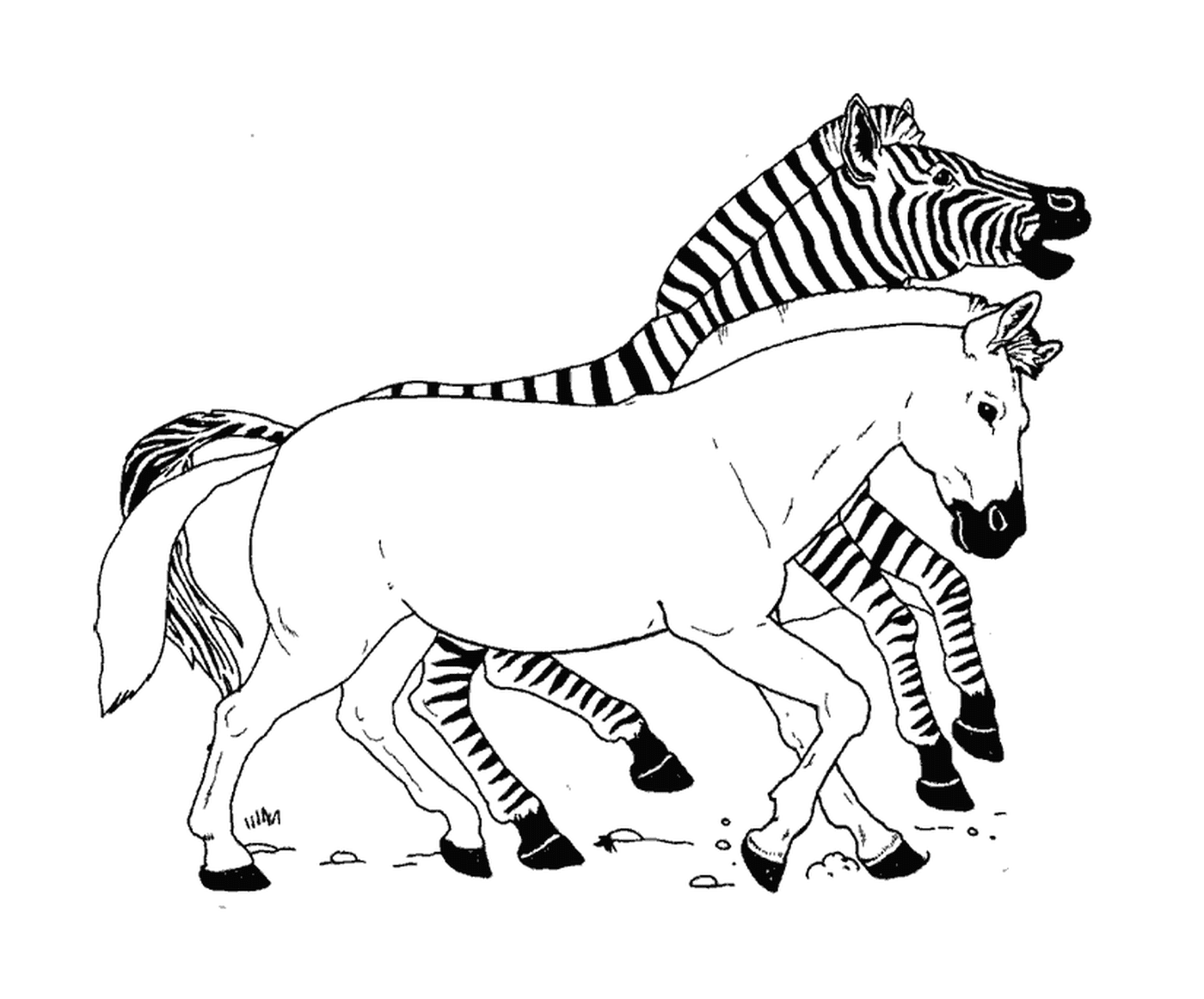  Crazy race between zebras 