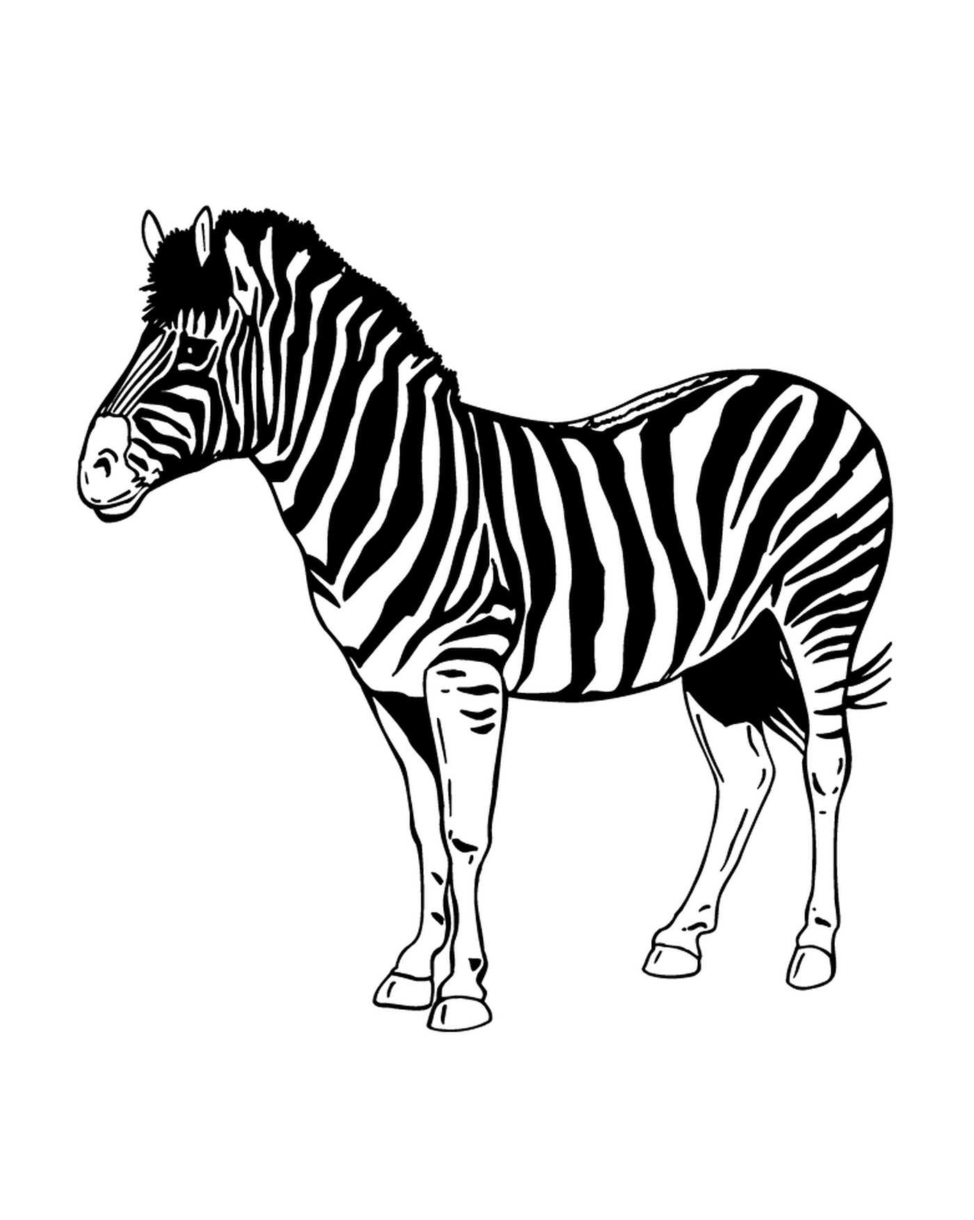  Cautivante y misteriosa Zebra 