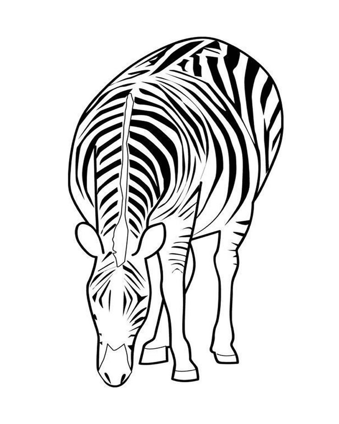  Elegant zebra in its habitat 