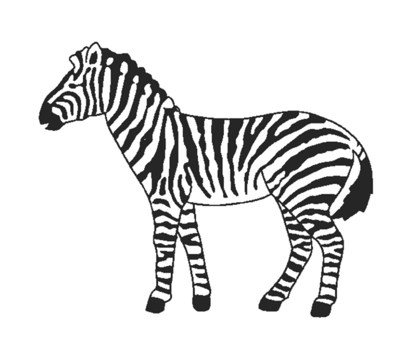  Grazioso Zebra in natura 