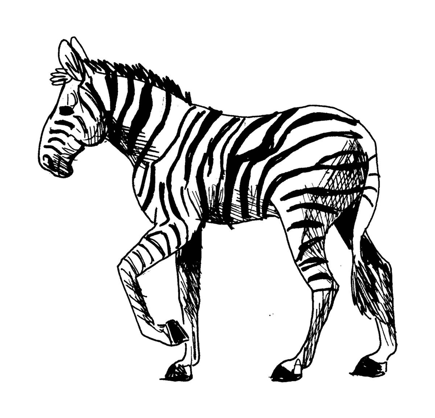  Majestic and quiet zebra 