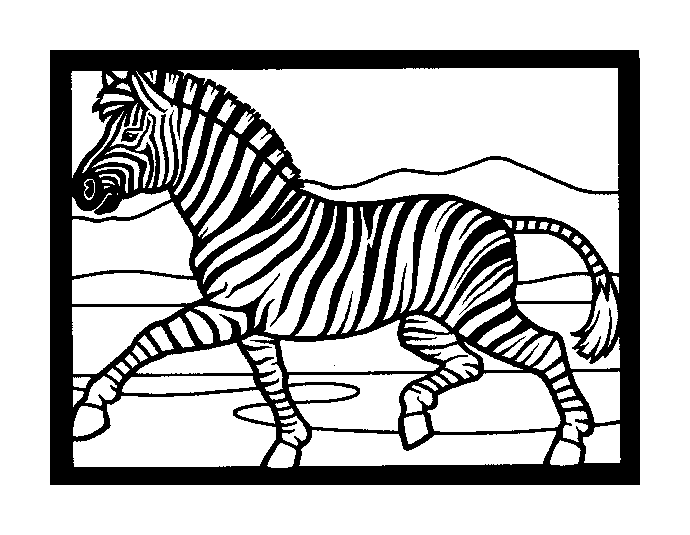  Schnelle Zebra in der Mitte des Rennens 