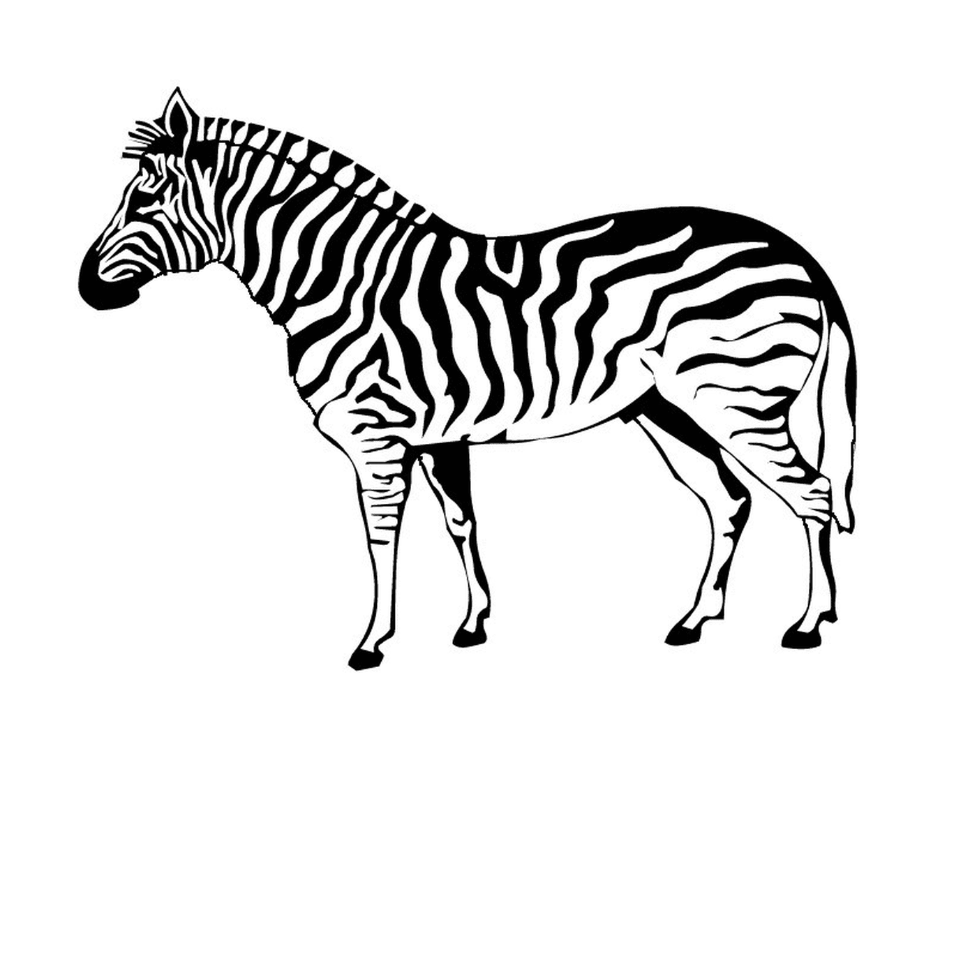  Solitäres und stolzes Zebra 