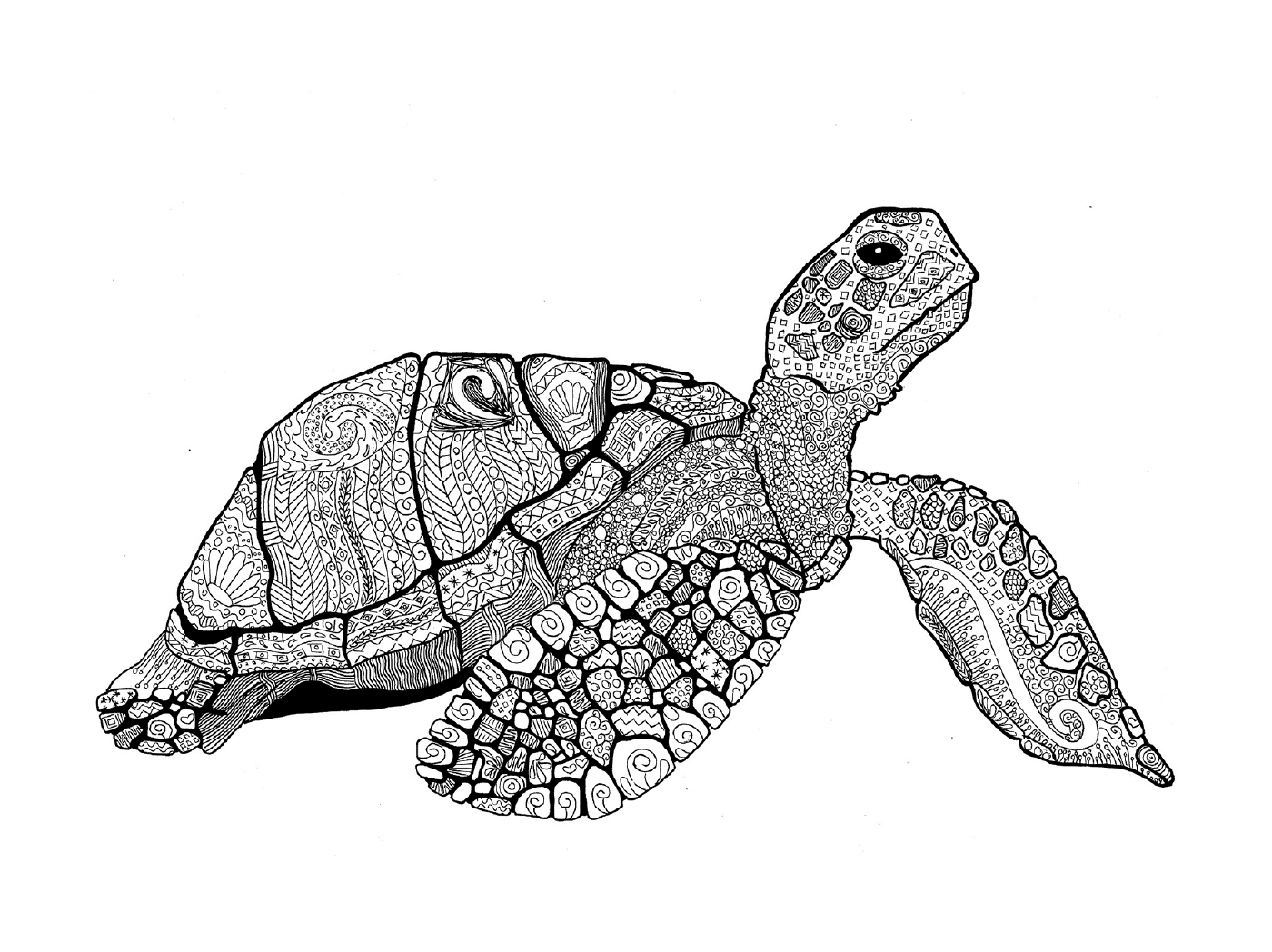  Морская черепаха 